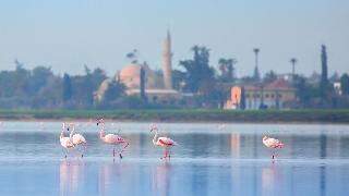 INDIGO LARNACA